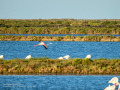 Flamenco comun - Phoenicopterus roseus - Flamenc comu