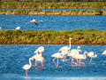 Flamenco comun - Phoenicopterus roseus - Flamenc comu