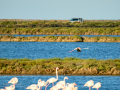 Flamenco comun - Phoenicopterus roseus - Flamenc comu