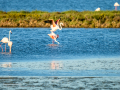 Flamenco comun - Phoenicopterus roseus - Flamenc comu