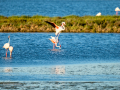 Flamenco comun - Phoenicopterus roseus - Flamenc comu