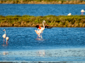 Flamenco comun - Phoenicopterus roseus - Flamenc comu