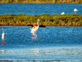Flamenco comun - Phoenicopterus roseus - Flamenc comu