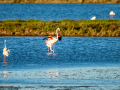 Flamenco comun - Phoenicopterus roseus - Flamenc comu