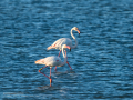 Flamenco comun - Phoenicopterus roseus - Flamenc comu
