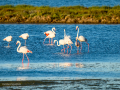 Flamenco comun - Phoenicopterus roseus - Flamenc comu