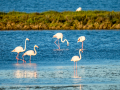 Flamenco comun - Phoenicopterus roseus - Flamenc comu