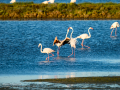 Flamenco comun - Phoenicopterus roseus - Flamenc comu