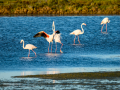 Flamenco comun - Phoenicopterus roseus - Flamenc comu