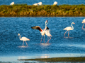 Flamenco comun - Phoenicopterus roseus - Flamenc comu