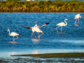 Flamenco comun - Phoenicopterus roseus - Flamenc comu