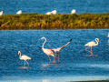 Flamenco comun - Phoenicopterus roseus - Flamenc comu