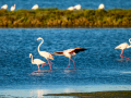 Flamenco comun - Phoenicopterus roseus - Flamenc comu