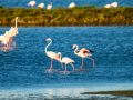Flamenco comun - Phoenicopterus roseus - Flamenc comu