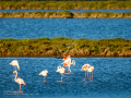 Flamenco comun - Phoenicopterus roseus - Flamenc comu