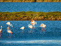 Flamenco comun - Phoenicopterus roseus - Flamenc comu