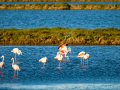 Flamenco comun - Phoenicopterus roseus - Flamenc comu
