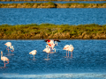 Flamenco comun - Phoenicopterus roseus - Flamenc comu