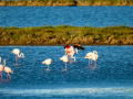 Flamenco comun - Phoenicopterus roseus - Flamenc comu