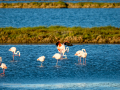 Flamenco comun - Phoenicopterus roseus - Flamenc comu