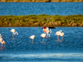 Flamenco comun - Phoenicopterus roseus - Flamenc comu