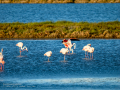Flamenco comun - Phoenicopterus roseus - Flamenc comu