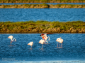 Flamenco comun - Phoenicopterus roseus - Flamenc comu
