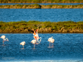 Flamenco comun - Phoenicopterus roseus - Flamenc comu