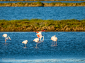 Flamenco comun - Phoenicopterus roseus - Flamenc comu