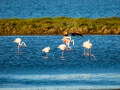 Flamenco comun - Phoenicopterus roseus - Flamenc comu
