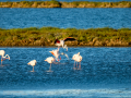 Flamenco comun - Phoenicopterus roseus - Flamenc comu