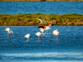 Flamenco comun - Phoenicopterus roseus - Flamenc comu