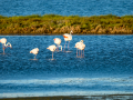 Flamenco comun - Phoenicopterus roseus - Flamenc comu