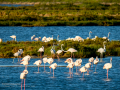 Flamenco comun - Phoenicopterus roseus - Flamenc comu