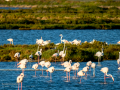 Flamenco comun - Phoenicopterus roseus - Flamenc comu