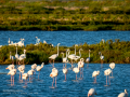 Flamenco comun - Phoenicopterus roseus - Flamenc comu