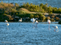 Flamenco comun - Phoenicopterus roseus - Flamenc comu
