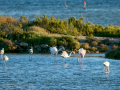 Flamenco comun - Phoenicopterus roseus - Flamenc comu