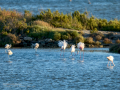 Flamenco comun - Phoenicopterus roseus - Flamenc comu