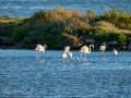 Flamenco comun - Phoenicopterus roseus - Flamenc comu
