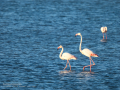 Flamenco comun - Phoenicopterus roseus - Flamenc comu