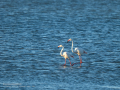 Flamenco comun - Phoenicopterus roseus - Flamenc comu