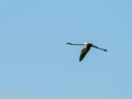 Flamenco comun - Phoenicopterus roseus - Flamenc comu