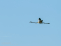 Flamenco comun - Phoenicopterus roseus - Flamenc comu