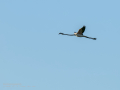 Flamenco comun - Phoenicopterus roseus - Flamenc comu