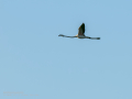 Flamenco comun - Phoenicopterus roseus - Flamenc comu