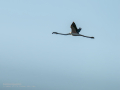 Flamenco comun - Phoenicopterus roseus - Flamenc comu