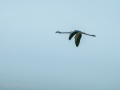 Flamenco comun - Phoenicopterus roseus - Flamenc comu