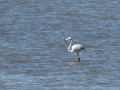 Flamenco comun - Phoenicopterus roseus - Flamenc comu