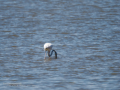 Flamenco comun - Phoenicopterus roseus - Flamenc comu